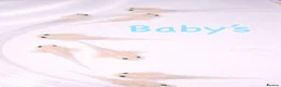 Axolotl reptiles for sale: Baby axolotls  - Advert 2