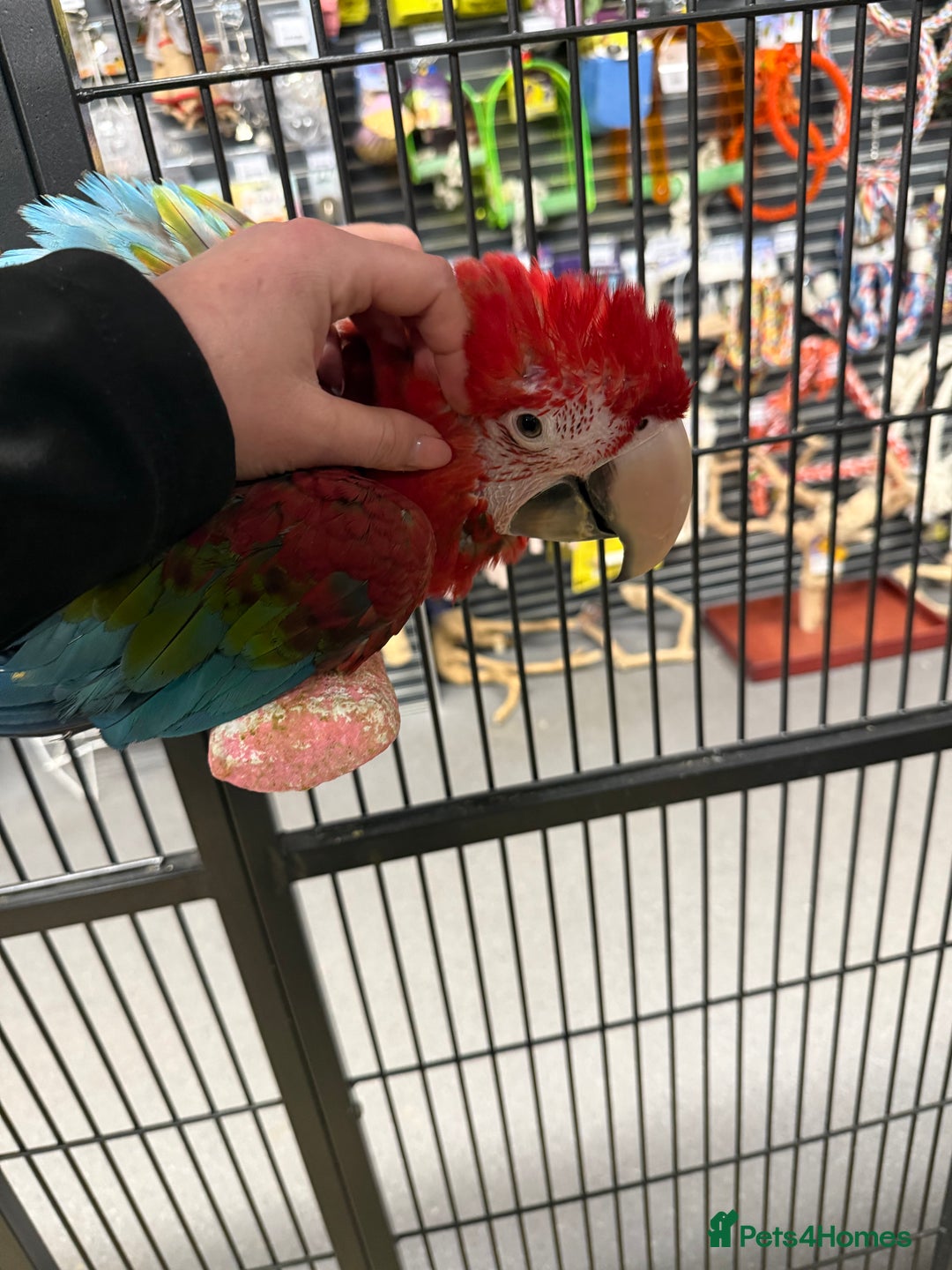 Macaws birds for sale: Gorgeous handreared baby Greenwing Macaw  - Advert 3