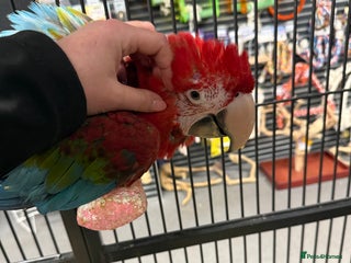 Macaws birds Gorgeous harnessed trained baby Greenwing Macaw - Advert 14