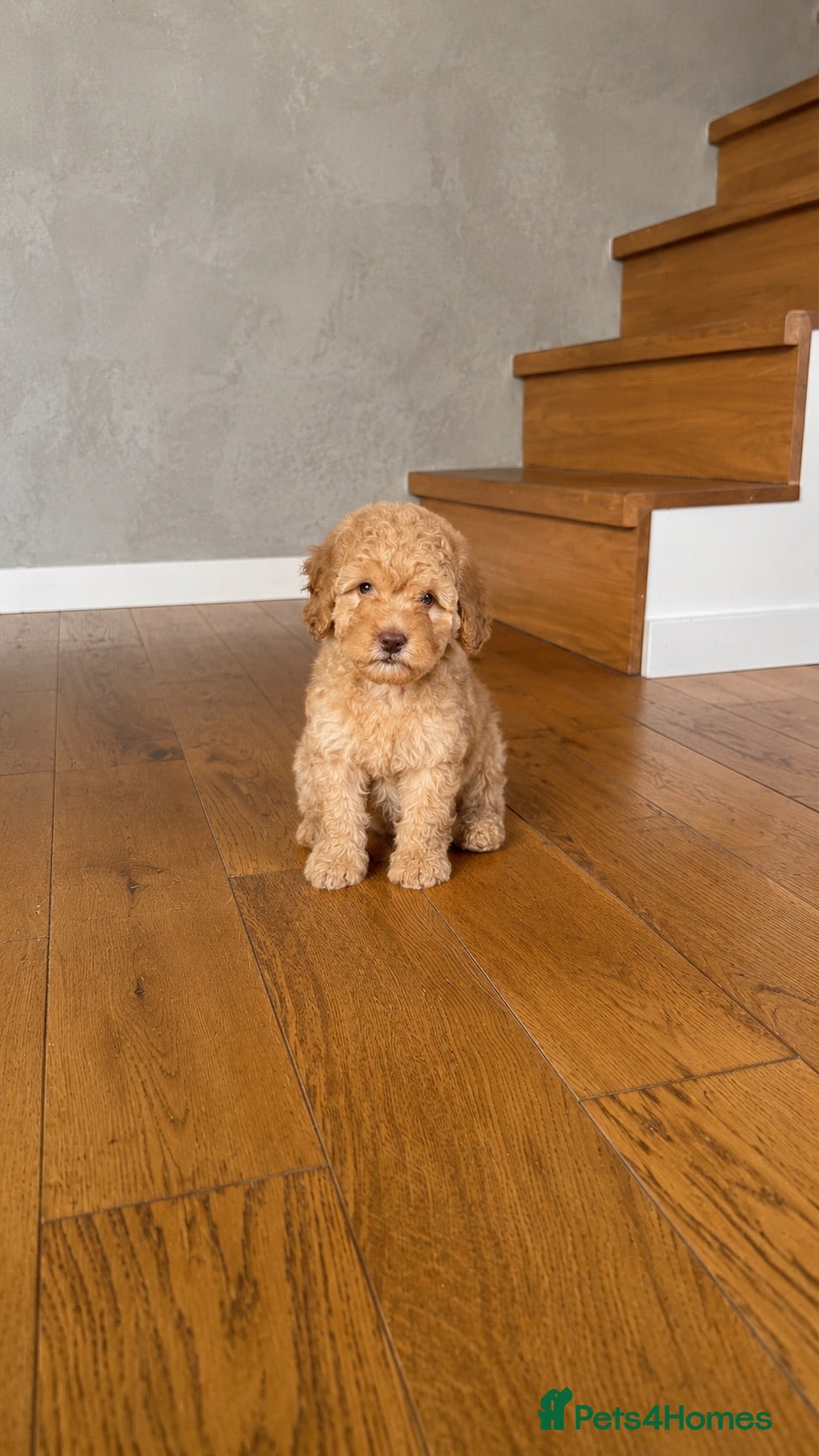 Labradoodle dogs READY NOW 1 Girl Remaining Labradoodles  - Advert 1