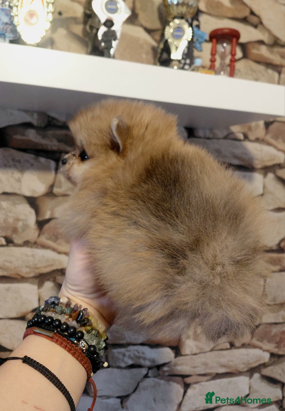 Pomeranian dogs for sale: Pomeranian puppies  - Advert 24