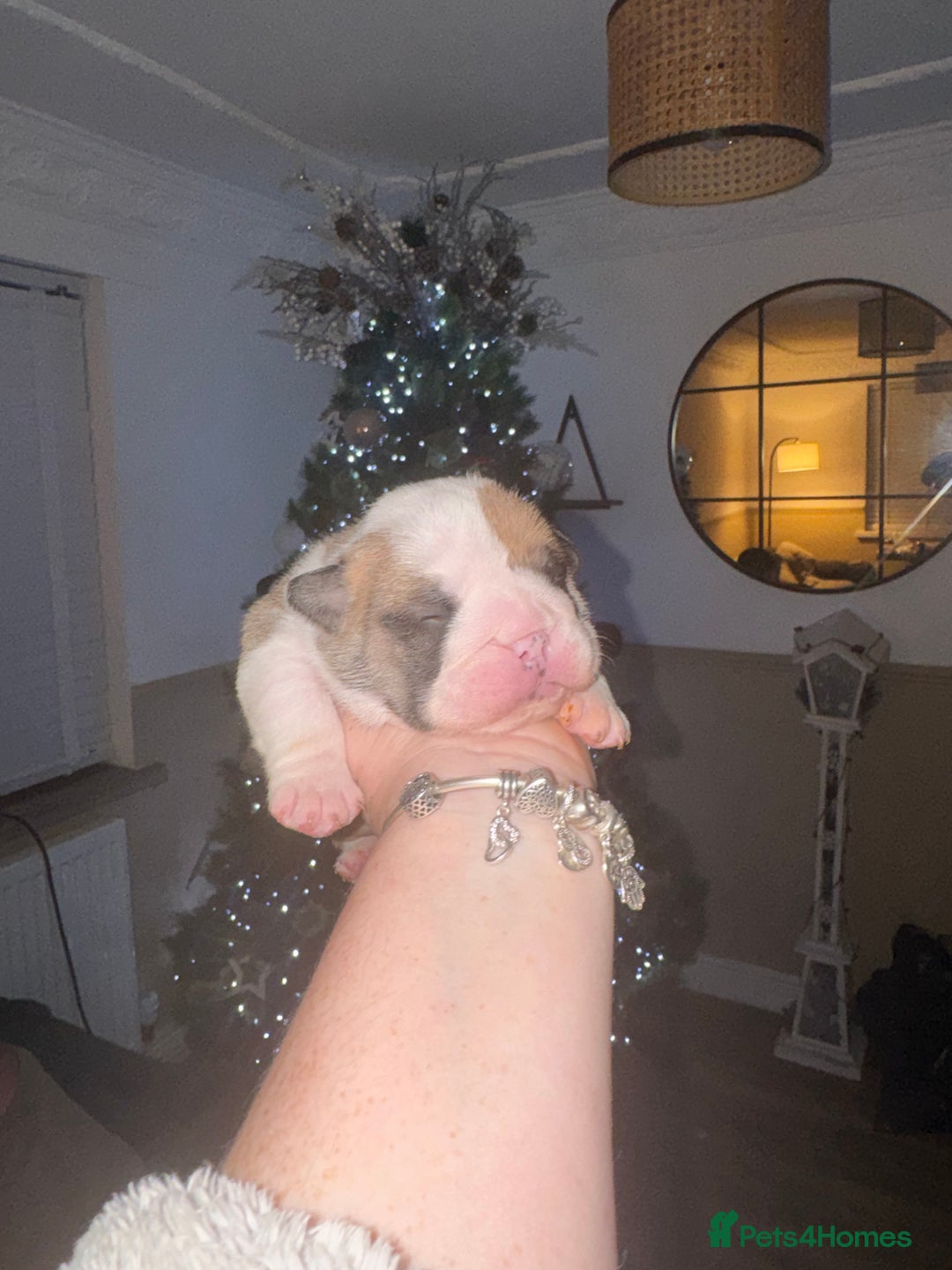 English Bulldog dogs for sale: Stunning English bulldog puppies  - Advert 10
