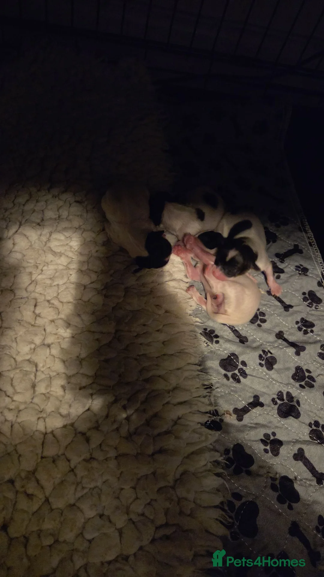 Papillon dogs for sale: KC Registered Papillon Puppies (Ready Soon!) - Advert 9