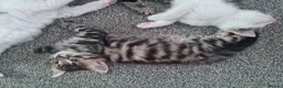 Mixed Breed cats for sale: Kittens - Advert 22