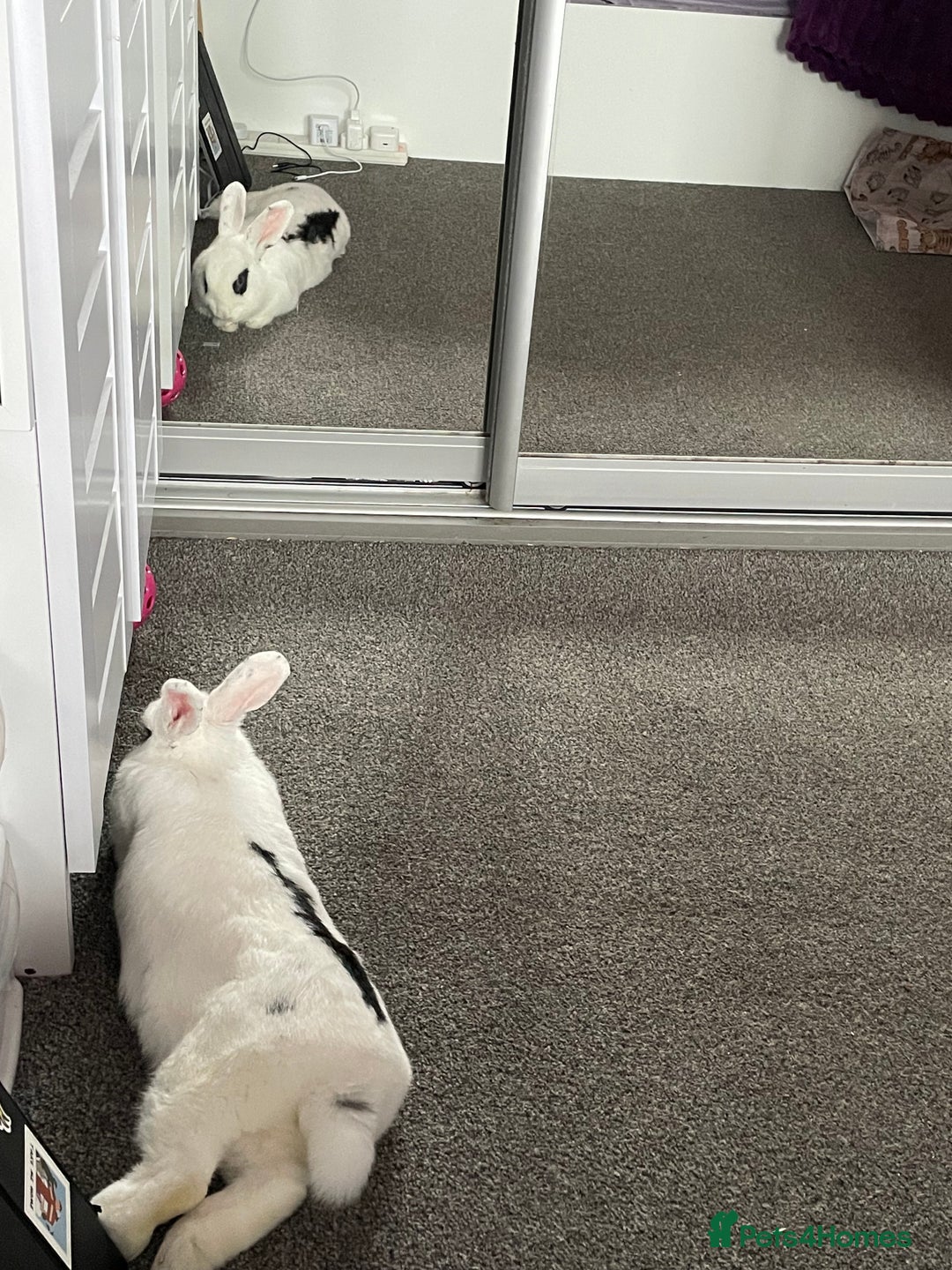 Mixed Breed rabbits for sale: White and Black Female Rabbit for adoption! FREE! - Image 4