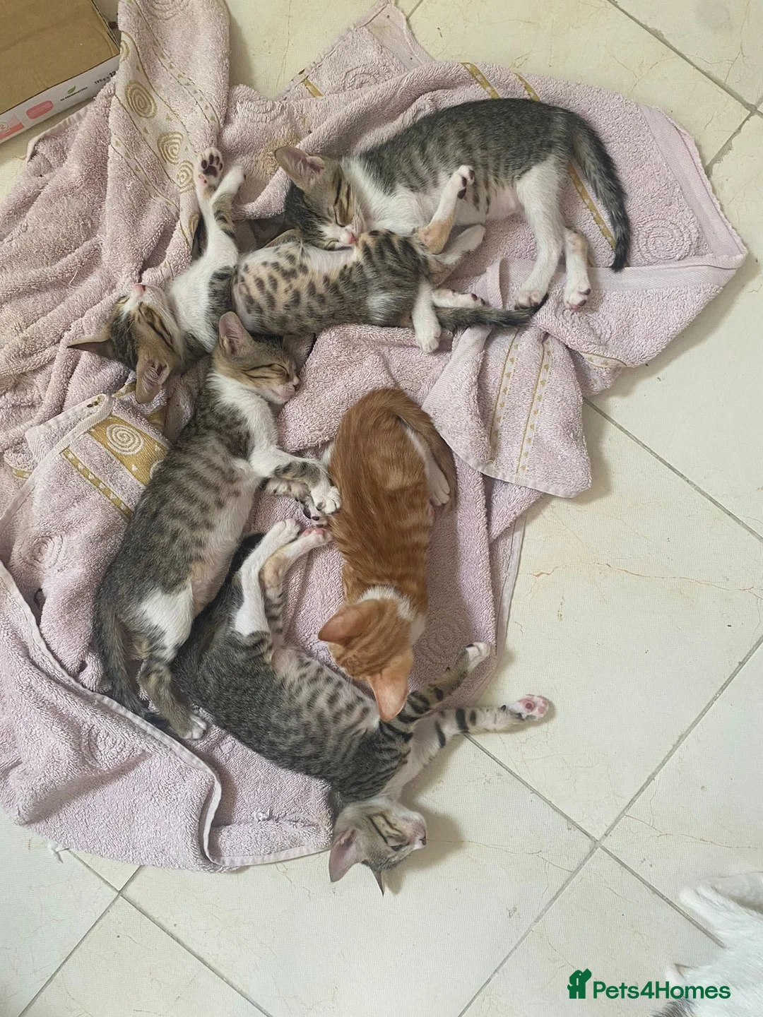 Arabian Mau cats for sale: Adopt Nico & Alex in London - Advert 10