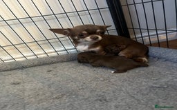 Chihuahua dogs for sale: Russian CHAMPION Apple head/Chihuahuas - Image 5