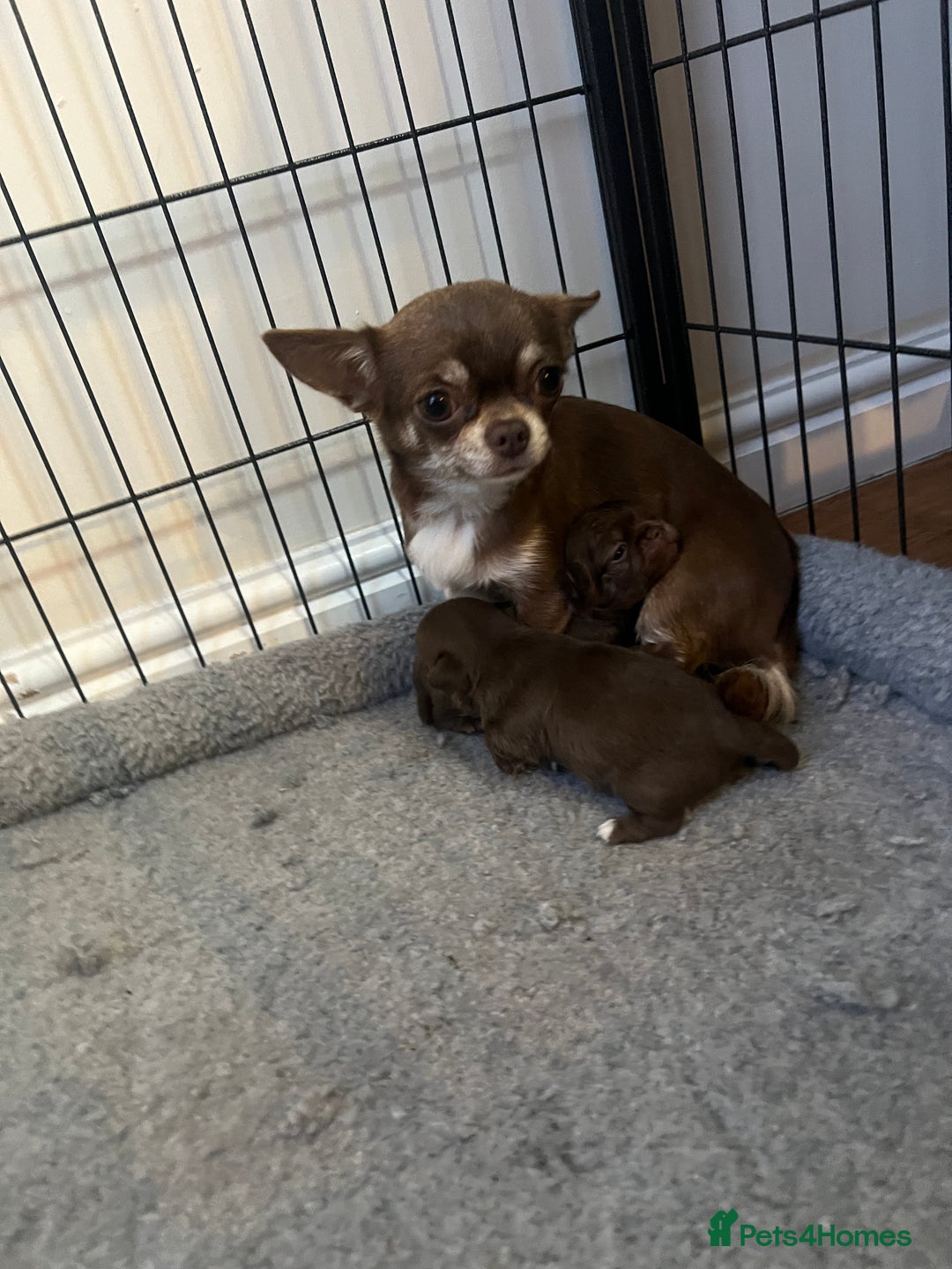 Chihuahua dogs for sale: Russian CHAMPION Apple head/Chihuahuas - Image 5