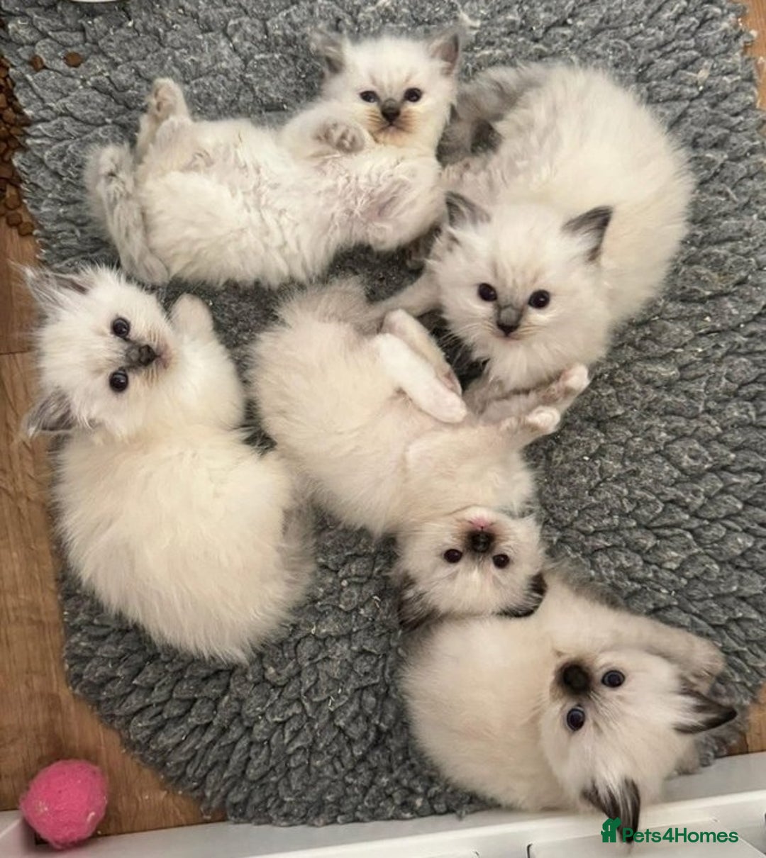 Ragdoll cats for sale: Great purebred ragdolls kittens up for sales - Image 3
