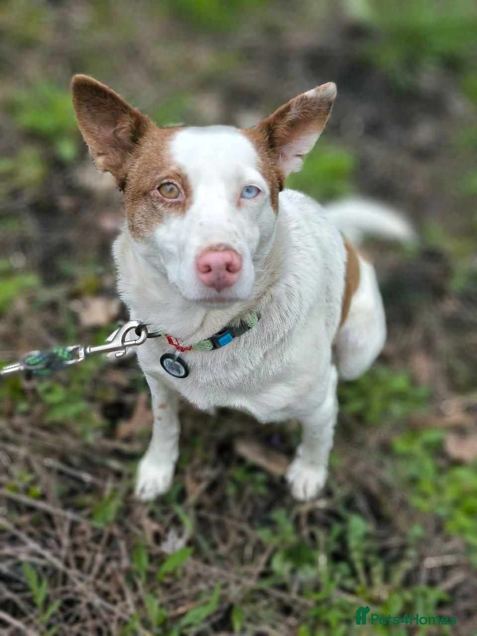 Mixed Breed dogs ❤️🐶 SAGA – AN AMAZING GIRL WHO JUST NEEDS LIFE TO - Advert 2
