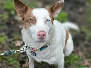 Mixed Breed dogs ❤️🐶 SAGA – AN AMAZING GIRL WHO JUST NEEDS LIFE TO - Advert 2