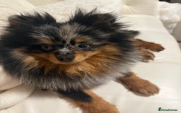 Pomeranian dogs for sale: miniature Pomeranian - Image 4