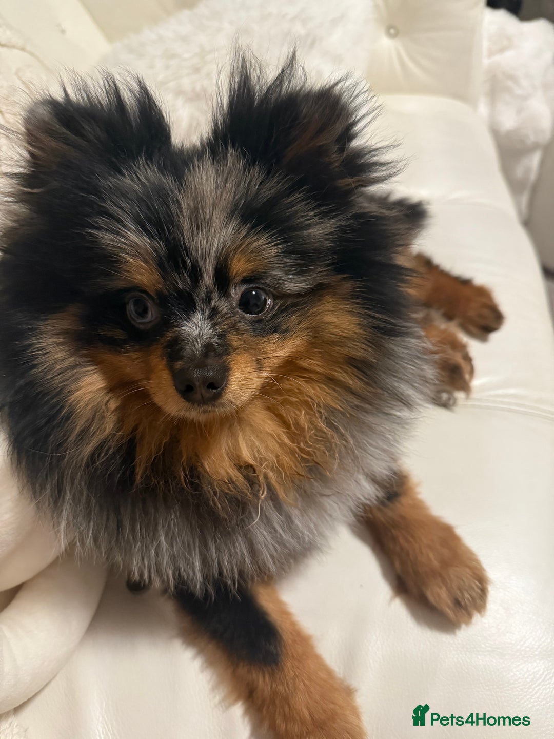 Pomeranian dogs for sale: miniature Pomeranian - Image 4