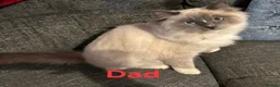 Ragdoll cats for sale: Beautiful ragdolls - Advert 4