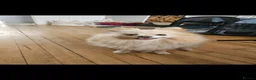Pomeranian dogs for sale: Rehome a beautiful Pomeranian  in Bristol - Advert 3