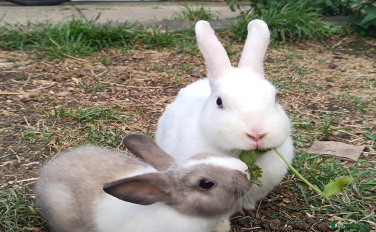 Dutch rabbits in Greenford - Advert 4