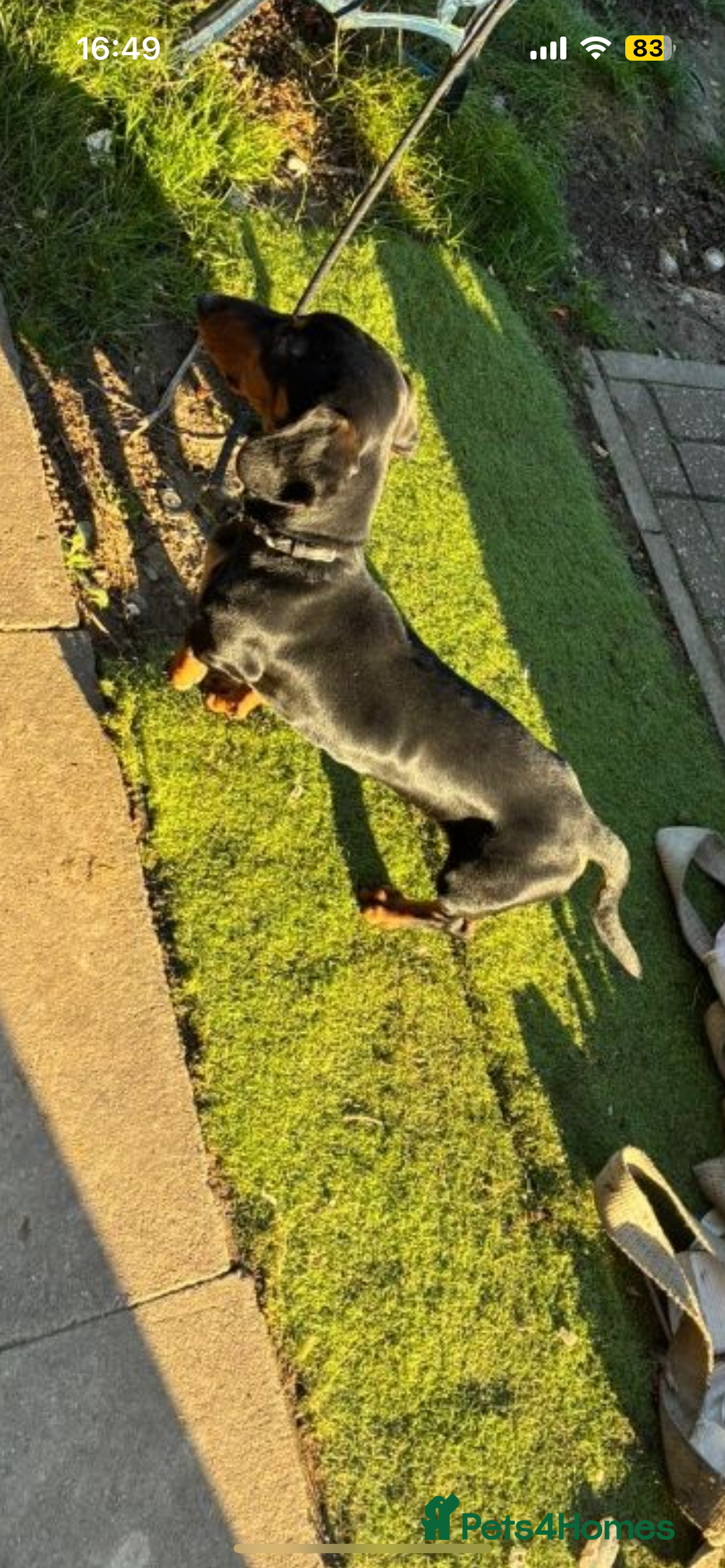 Dachshund dogs for sale: Meet slinky the dashund  - Advert 4