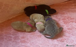 Chow Chow dogs for sale: 🌟Quality Chow Chow Puppies-ChampionLines🌟 - Image 25
