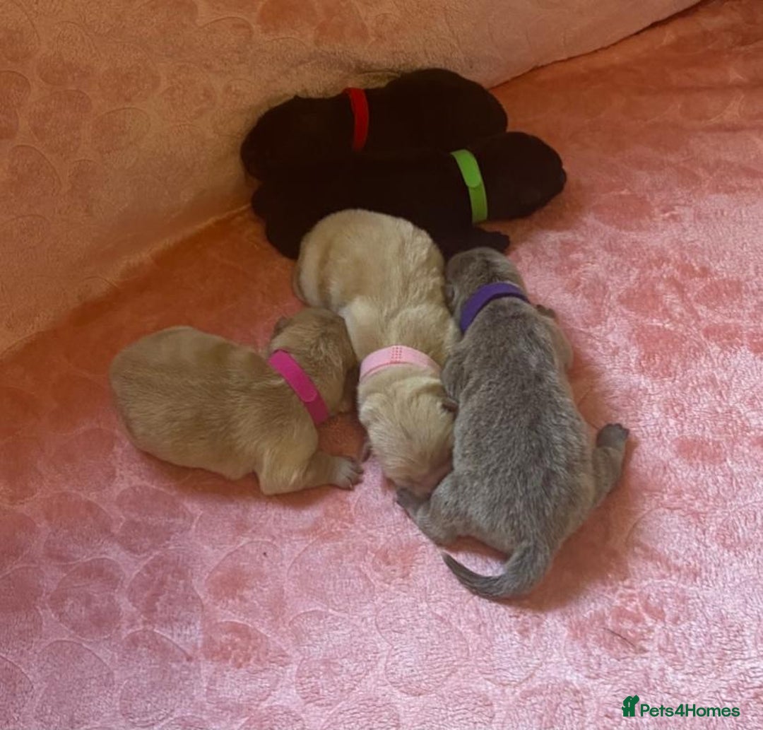 Chow Chow dogs for sale: 🌟Quality Chow Chow Puppies-ChampionLines🌟 - Image 25