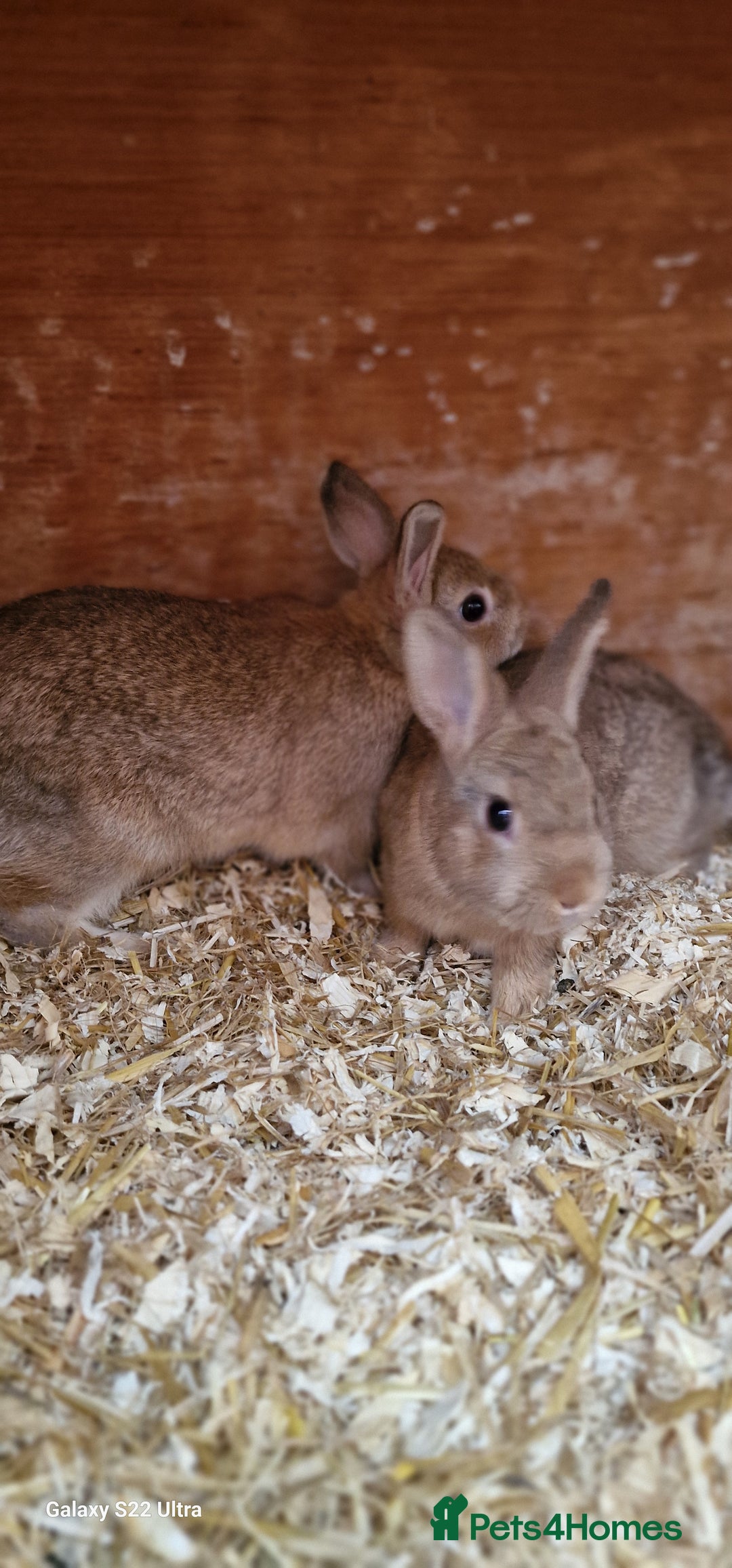Netherland Dwarf rabbits for sale: Various Netherland Dwarfs available from £20 - Image 29