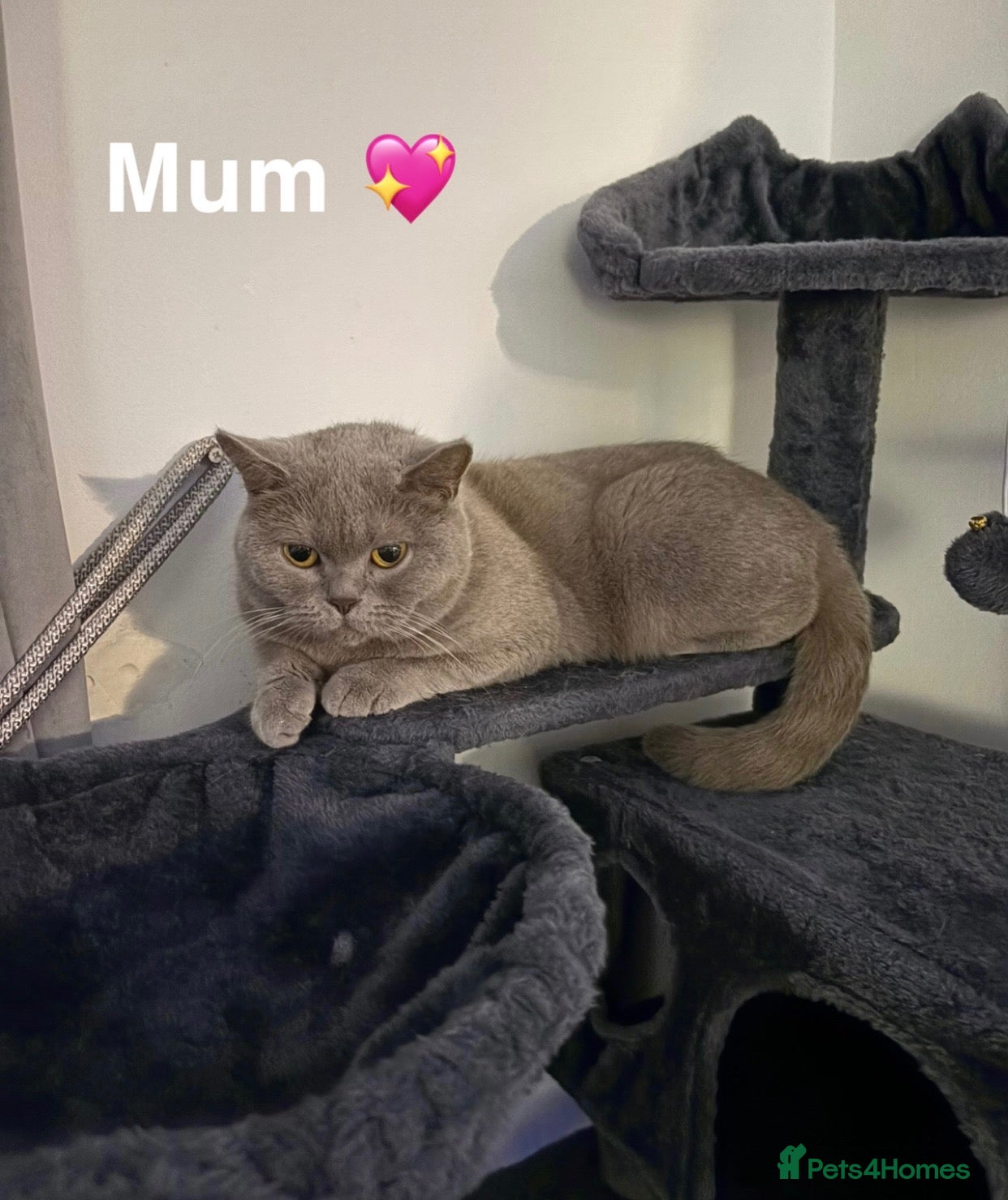 British Shorthair cats British shorthair cross kittens - Advert 1