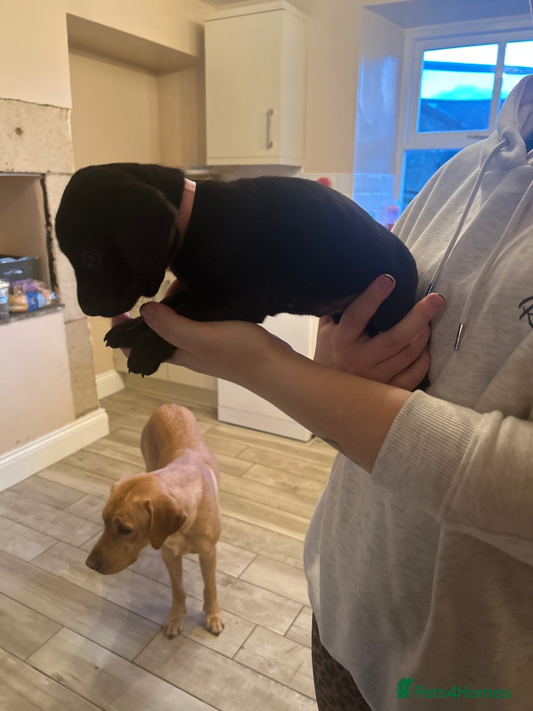 Labrador Retriever dogs for sale: KC registered black and red Labrador puppies - Advert 10