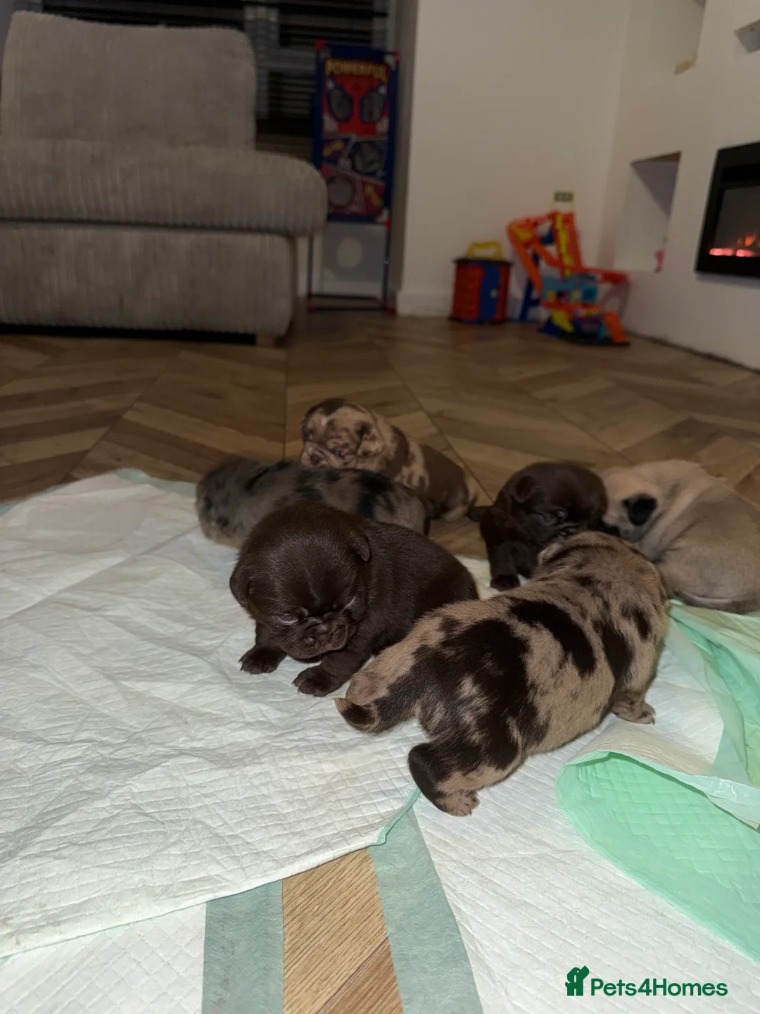 Pug dogs for sale: Merle pugs  - Advert 2