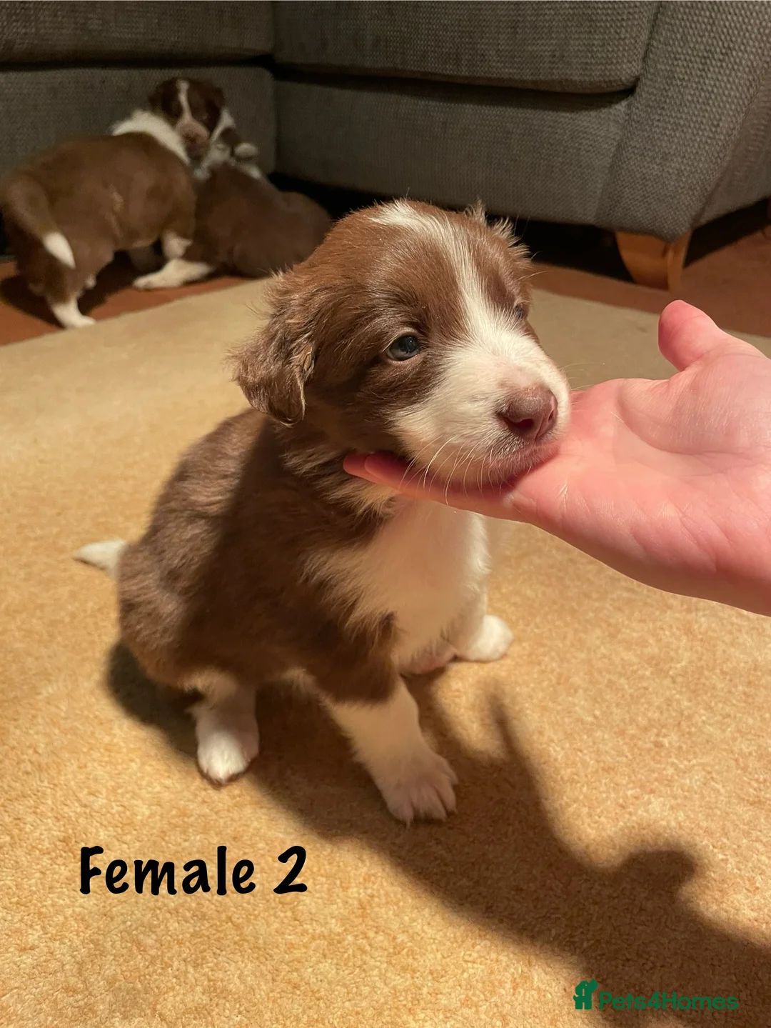 Border Collie dogs for sale: Red Border Collie Puppies - Advert 8