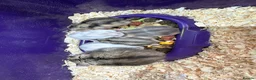 Hamster rodents for sale: 5 russian dwarf hamster pups - Advert 6