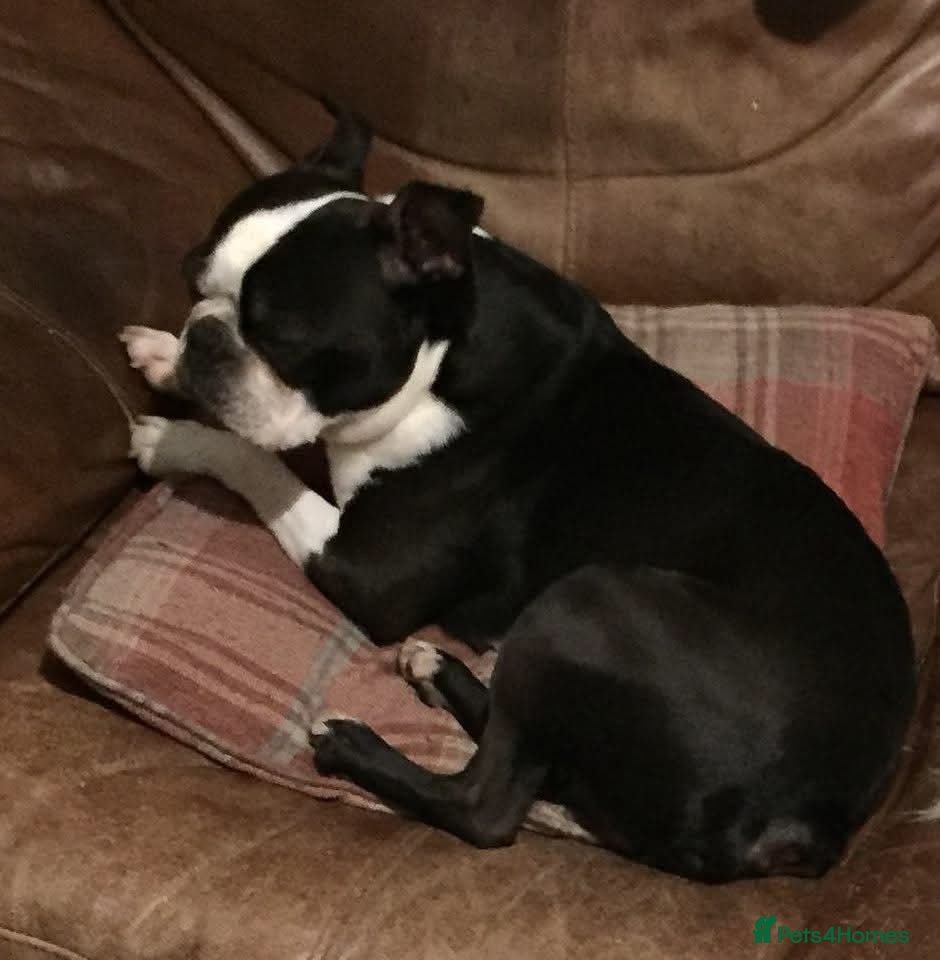 Boston Terrier dogs Harley  - Advert 1