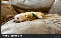 Mixed Breed dogs for sale: Beautiful litter of golden labradoodles - Image 30
