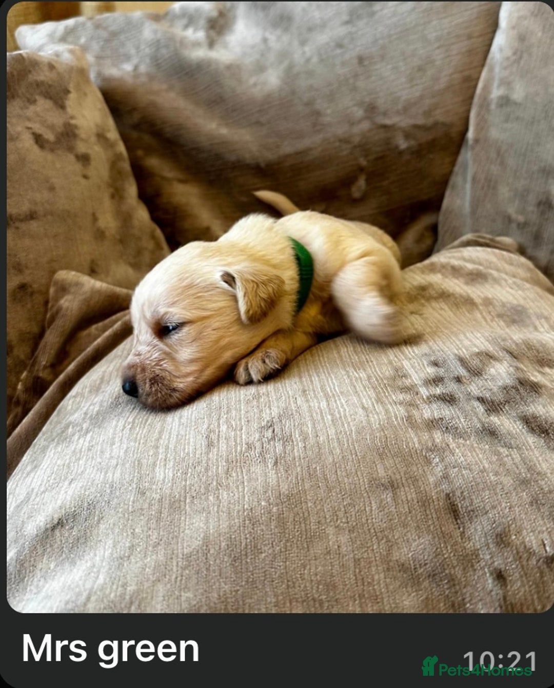 Mixed Breed dogs for sale: Beautiful litter of golden labradoodles - Image 30