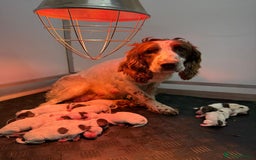 English Springer Spaniel dogs for sale: Calm,Adorable, beautiful Springer spaniel puppies. - Image 14