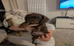 Miniature Dachshund dogs for sale: Miniature daschund puppies  - Image 5