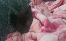 Maine Coon cats for sale: FEMALE MAINCOONE AND BRITISH SHORT HAIR CROSS - Image 4