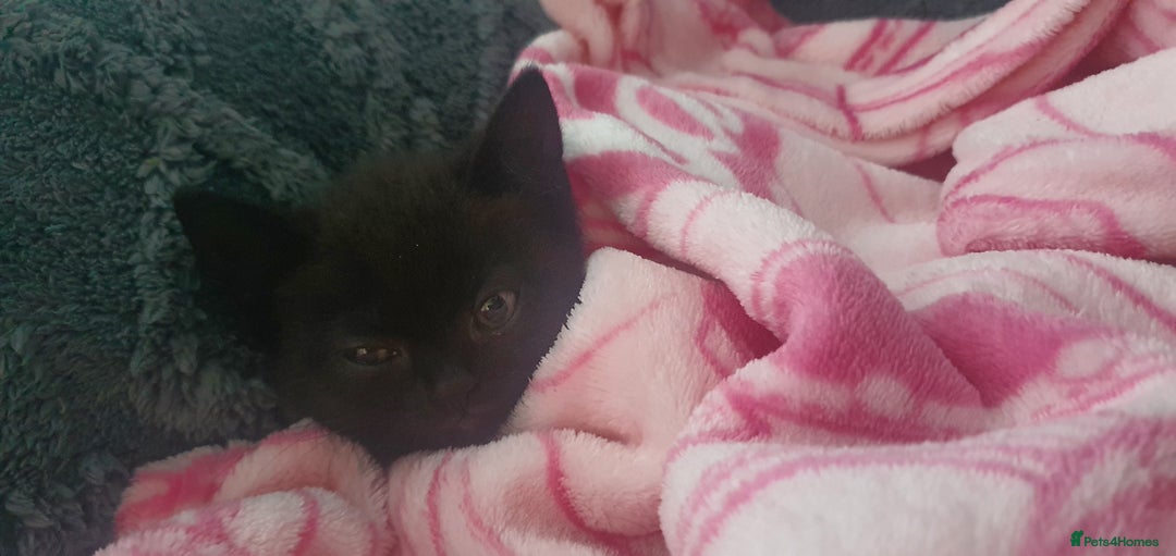 Maine Coon cats for sale: FEMALE MAINCOONE AND BRITISH SHORT HAIR CROSS - Image 4