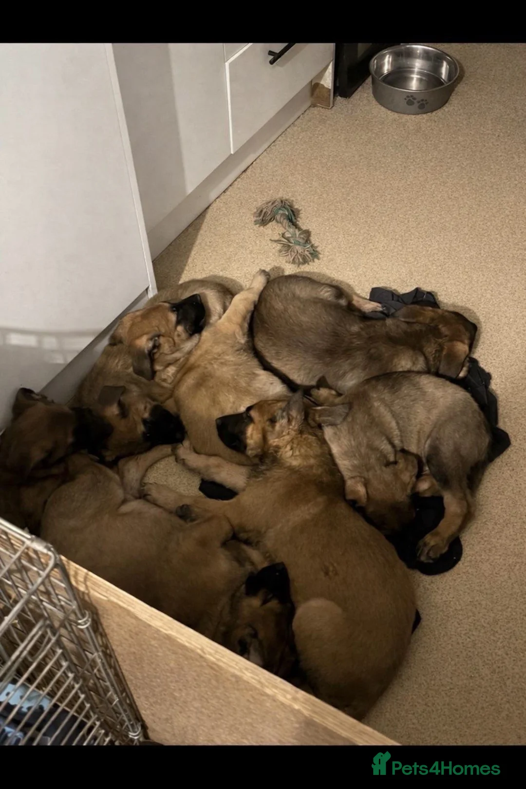 Mixed Breed dogs for sale: Beautiful german shepherd cross belgium malis pups - Advert 2