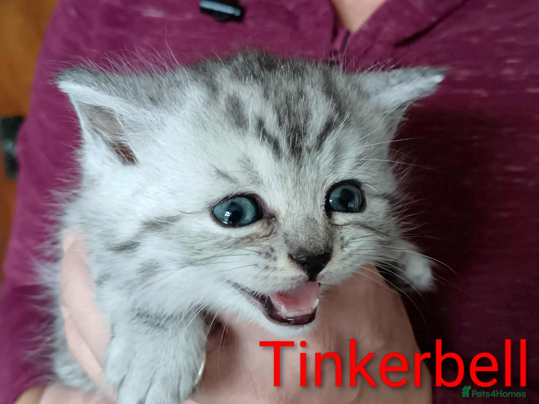 Persian cats for sale: Persian Cross - Ready 12th November  - Image 19