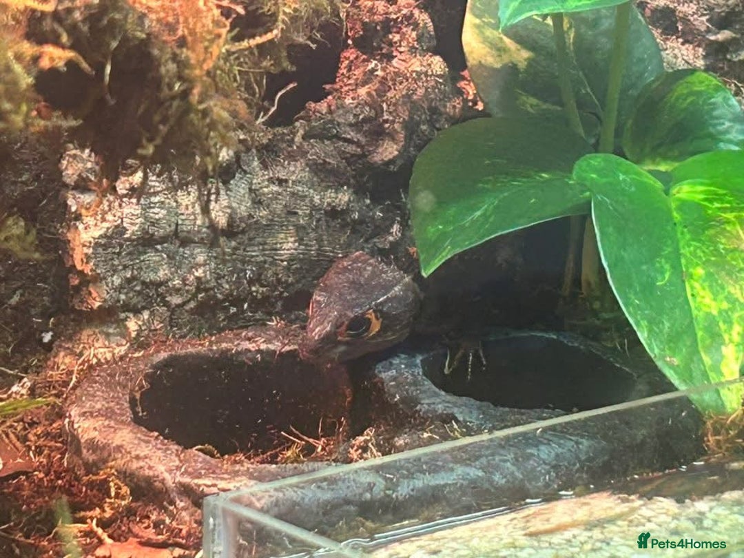 Skink reptiles for sale: Red eye crocodile skink cb with full set up - Image 2