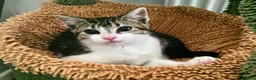 Mixed Breed cats for sale: Adorable tabby girl needs loving home in Newark - Advert 6