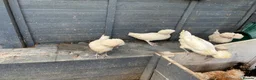 Chickens poultry for sale: Polish Pullets 16 weeks  - Advert 13
