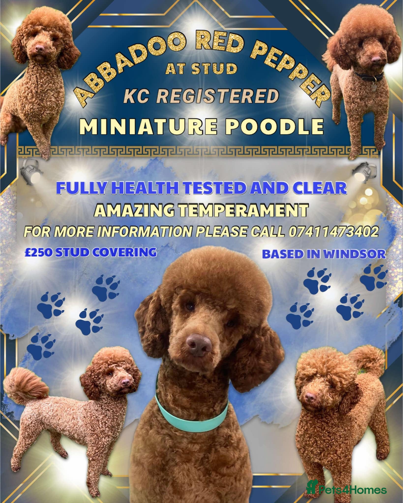 Miniature Poodle dogs For stud kc reg miniature red poodle health tested - Advert 1