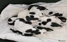 Cocker Spaniel dogs for sale: KC registered Show Type Cocker Spaniels - Image 2