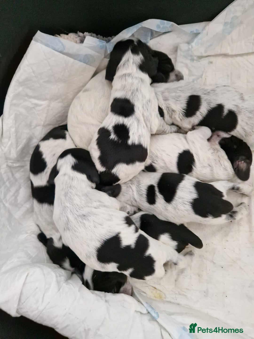 Cocker Spaniel dogs for sale: KC registered Show Type Cocker Spaniels - Image 2