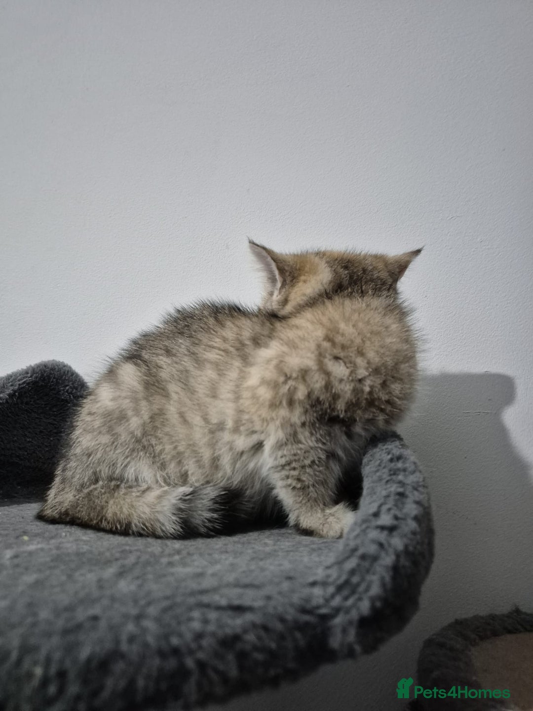 British Shorthair cats for sale: Four cross breed cuties. - Advert 15