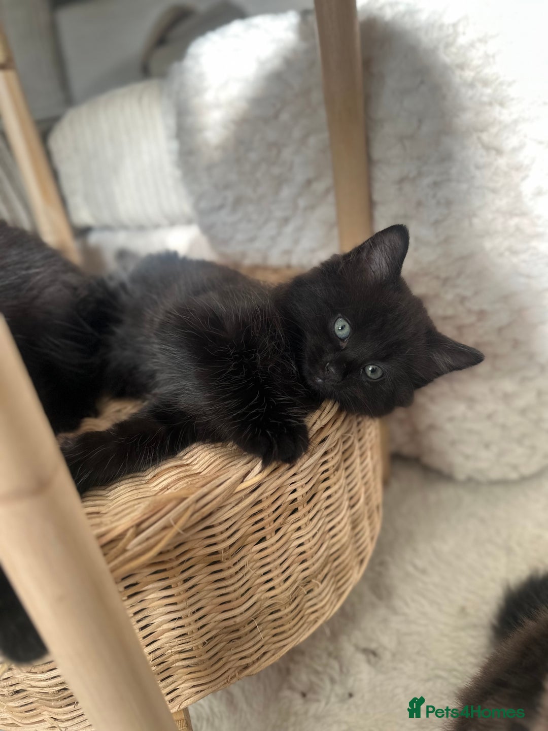 Turkish Angora cats for sale: 2 Beautiful Turkish Angora X Persian Kittens - Image 4