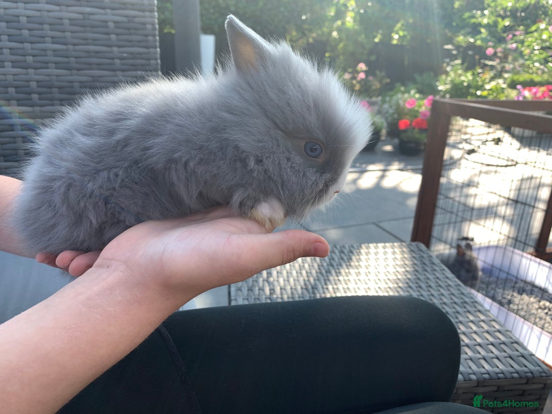 Lionhead rabbits for sale: 7 Beautiful double mane Lionhead Bunnies  - Image 9