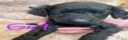 Cockapoo dogs for sale: Black Cockapoo puppies for sale 🤍 - Advert 9