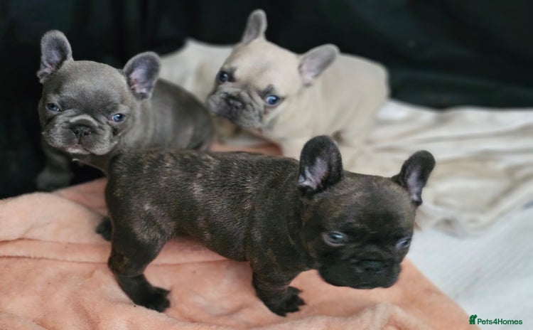 French Bulldog dogs - Advert 10