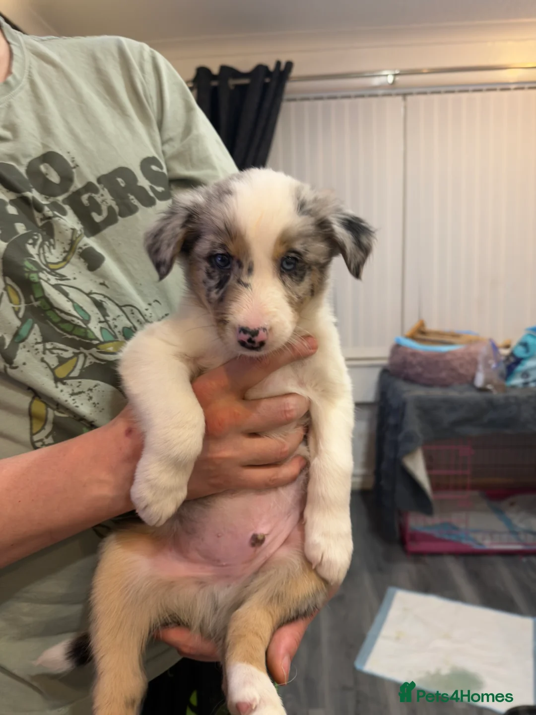 Mixed Breed dogs for sale: Stunning Border Collie Cross Puppies Family Raised - Advert 25